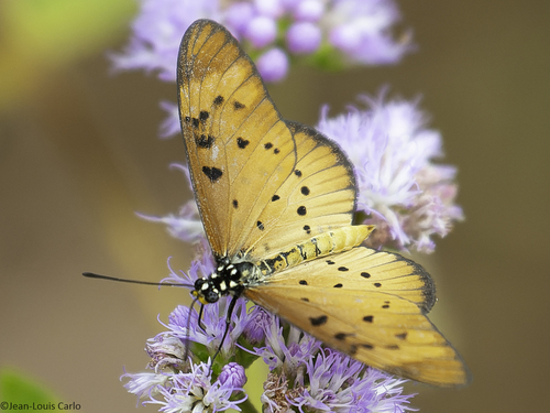 White-barred Amber