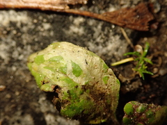 Phytomyza plantaginis