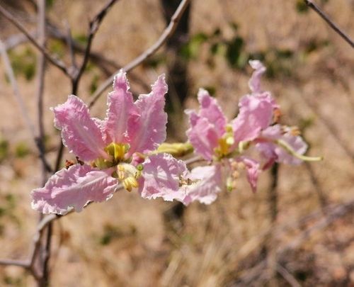 Pink Bauhinia (Bauhinia urbaniana)