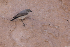 Muscisaxicola rufivertex