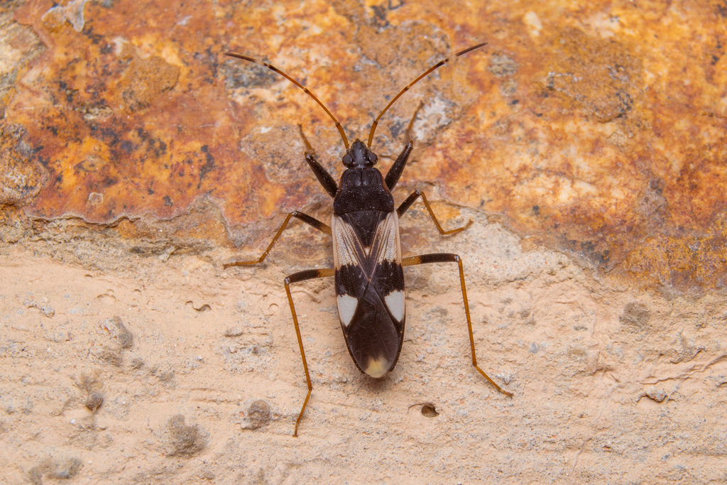 Dieuches syriacus
