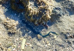 Eulalia microphylla