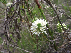 Agathosma hirta