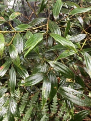 Cinnamomum subavenium