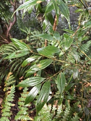 Cinnamomum subavenium