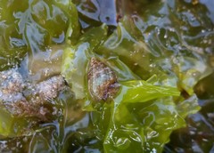 Phasianotrochus irisodontes