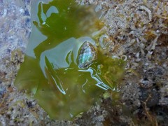 Phasianotrochus irisodontes