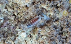 Cirolana australiense