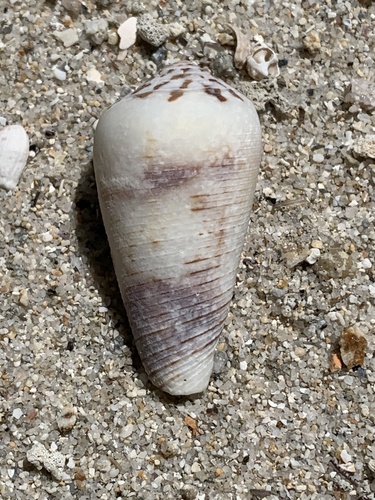 Conus magus observed 2025-08-28