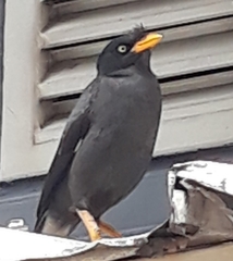 Acridotheres javanicus