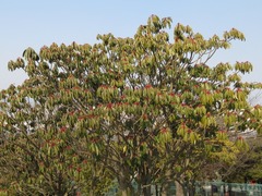 Daphniphyllum macropodum