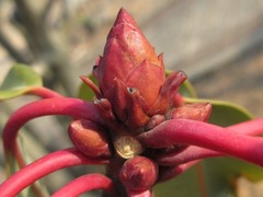 Daphniphyllum macropodum