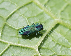 Nascioides carissima