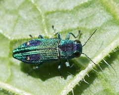 Nascioides carissima