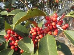 Ilex rotunda