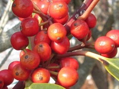 Ilex rotunda