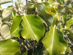 Elaeagnus macrophylla