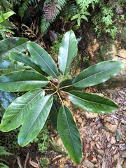 Daphniphyllum himalaense