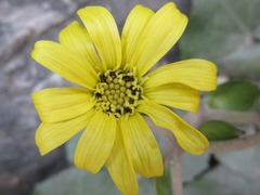 Farfugium japonicum