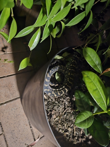 Coastal Carpet Python sighting