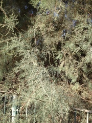 Tamarix nilotica