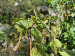 Boehmeria macrophylla