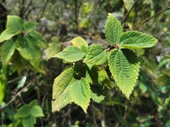 Boehmeria macrophylla