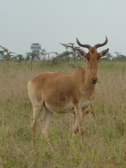 Alcelaphus buselaphus cokii