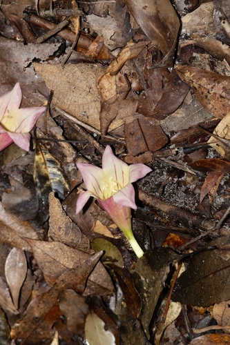 Tecomanthe hillii