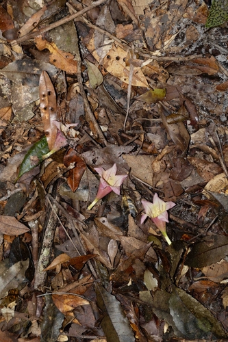 Tecomanthe hillii, photograph 2