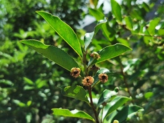 Aphloia theiformis