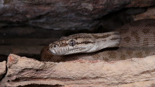Oenpelli Rock Python