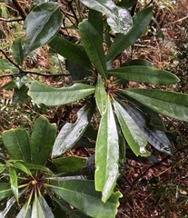 Rhododendron formosanum