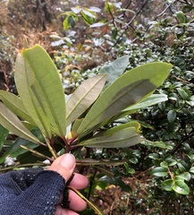 Rhododendron formosanum
