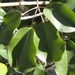 Stauntonia hexaphylla - Photo 由 onidiras-iNaturalist 所上傳的 (c) onidiras-iNaturalist，保留部份權利CC BY-NC