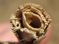 Phragmites australis