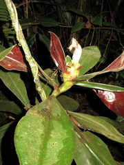 Costus