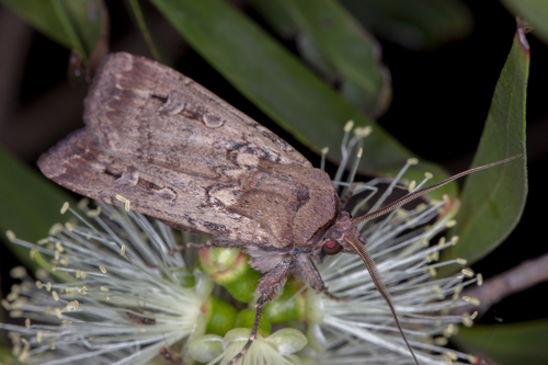 Bogong Moth photo 4