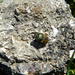 Onthophagus medius - Photo (c) Edoardo Di Russo, μερικά δικαιώματα διατηρούνται (CC BY-NC), uploaded by Edoardo Di Russo