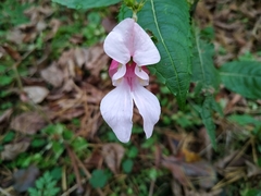 Impatiens glandulifera