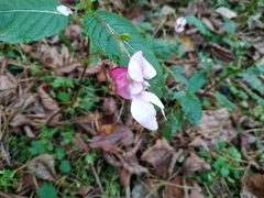 Impatiens glandulifera