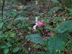 Impatiens glandulifera