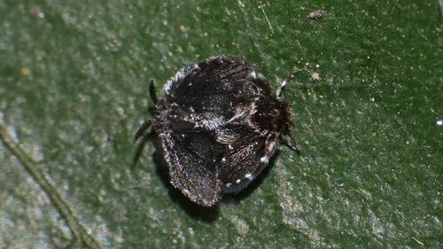 Brunettia atrisquamis
