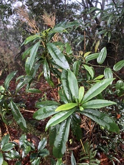 Symplocos wikstroemiifolia