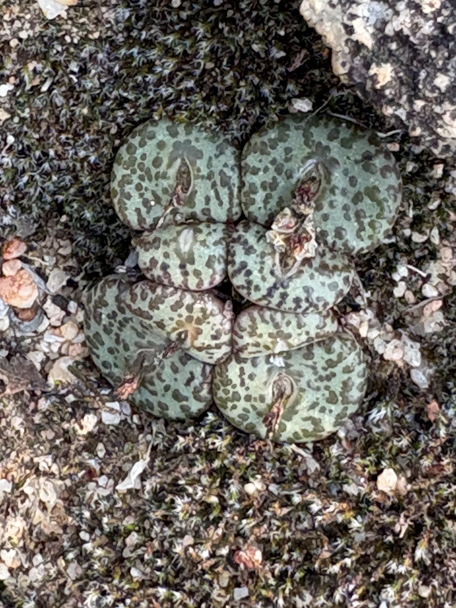 Spotted Buttons (Conophytum obcordellum)