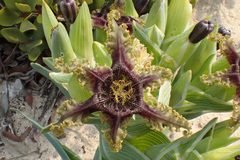 Ferraria foliosa