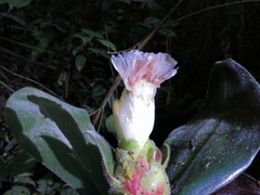 Costus