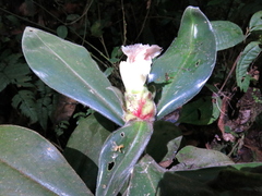Costus