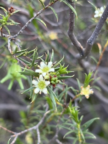 Namaqua Bitterbuchu (Diosma acmaeophylla)