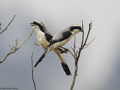 Grey-backed Fiscal